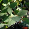 dalrympleana – Bild 2