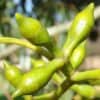 dalrympleana – Bild 3