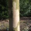 dalrympleana – Bild 4