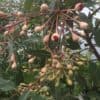 ficifolia - Image 2