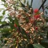 ficifolia - Image 3