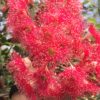 ficifolia