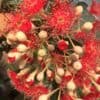 ficifolia - Image 4