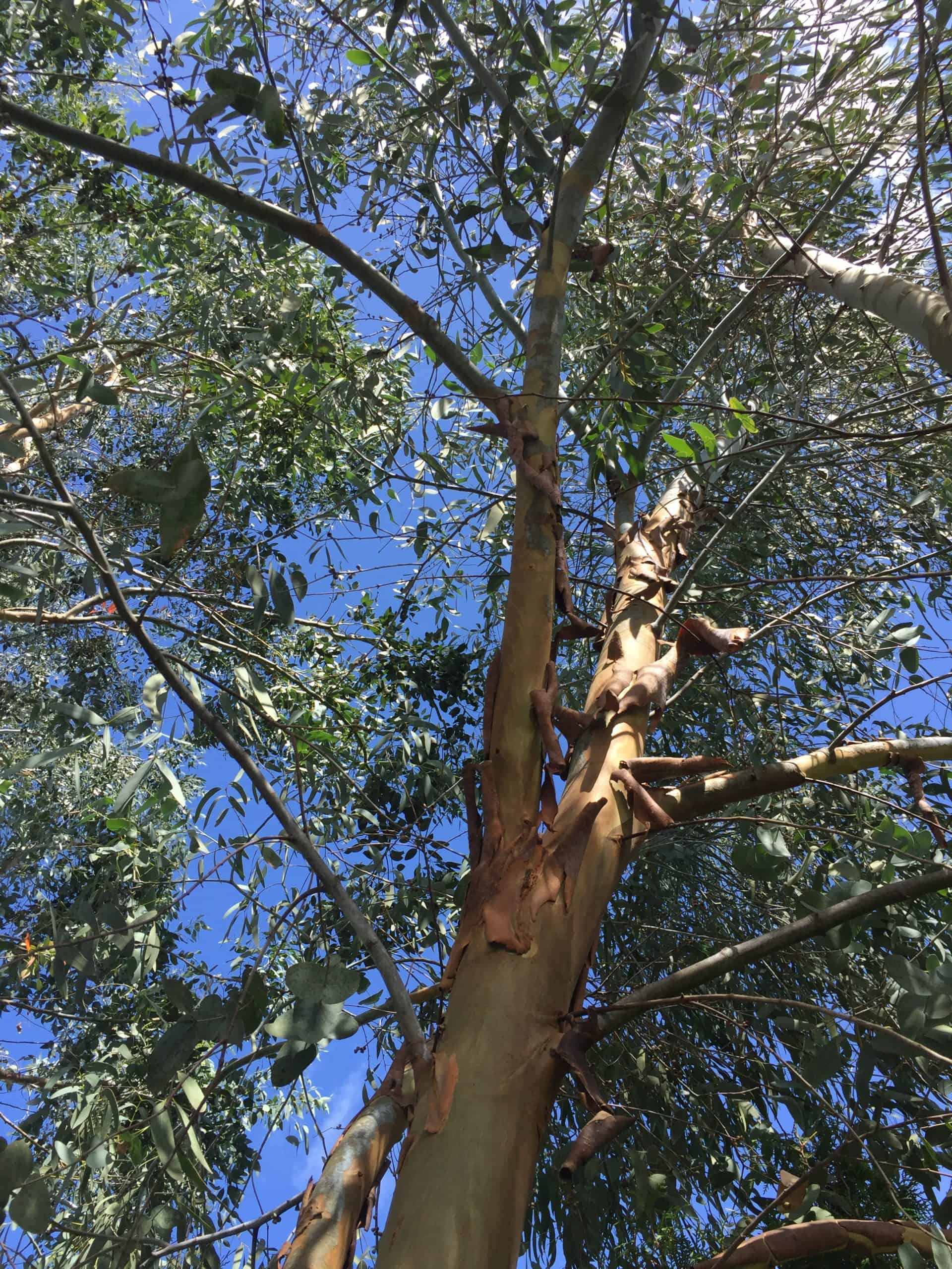 Opera ouder Bereiken Home - Koala - De grootse Eucalyptus kwekerij van de Benelux