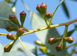 Planten