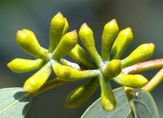 Corona