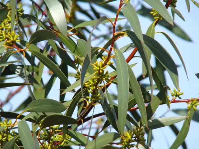 Eukalyptus ist keine Zimmerpflanze