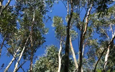 It was a real eucalyptus summer