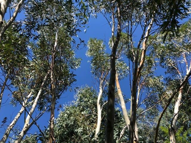 Het is een echte eucalyptuszomer