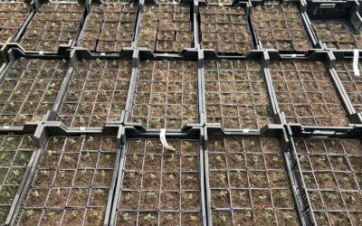 Seedlings