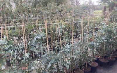 24 and 25 June open days at the nursery